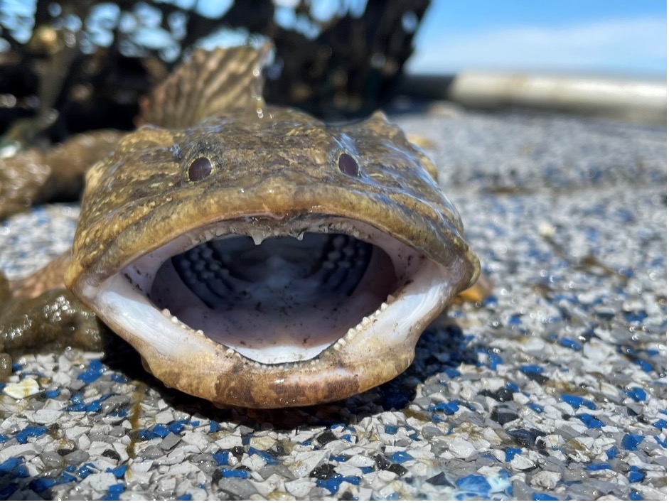Photo of an Oyster Toadfish