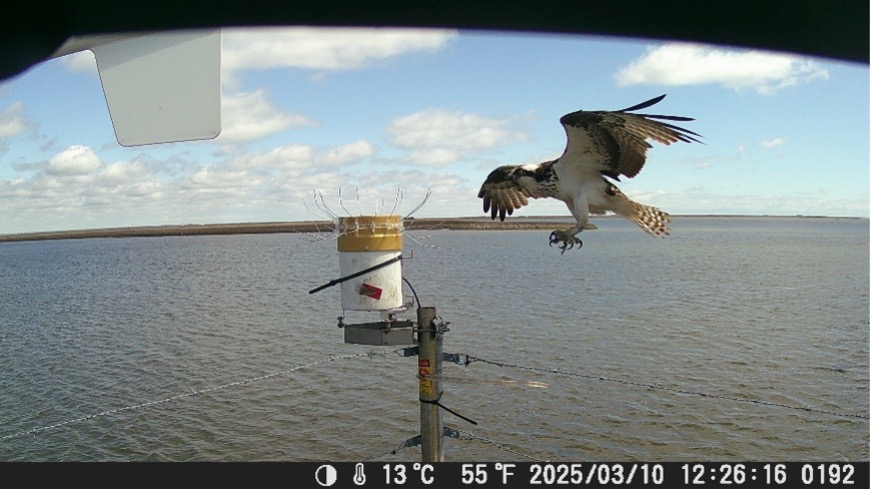 Photo of an Osprey landing on a weather station