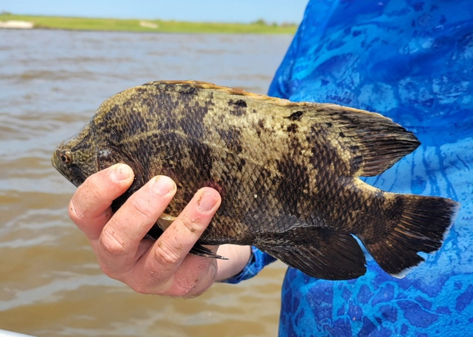 a scientist holding a fish