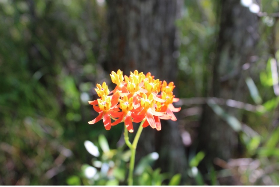 Photo of Fewflower Milkweed bloom