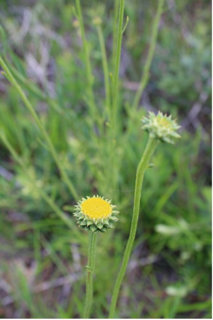 photo of small yellow and green flowers