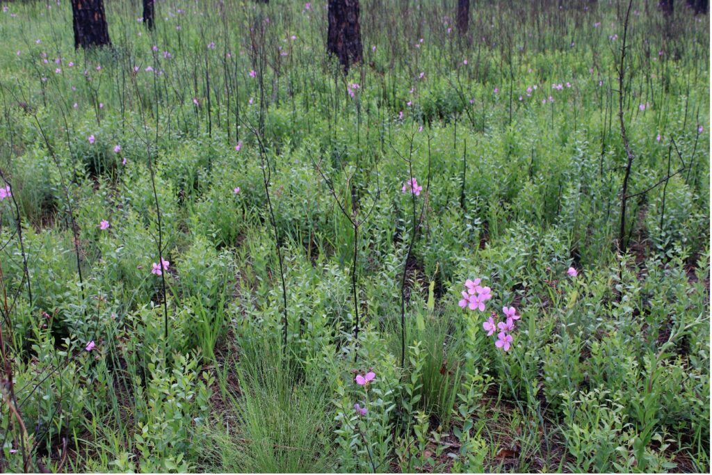 photo of small purple flowers in a field of green plants