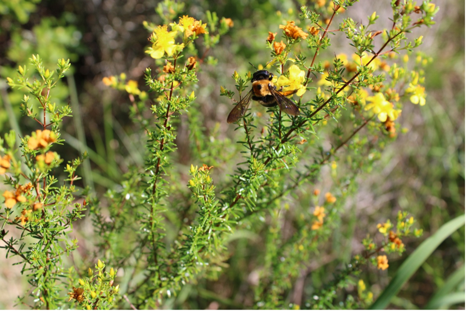 Photo of a carpenter bee on small orange and yellow flowers