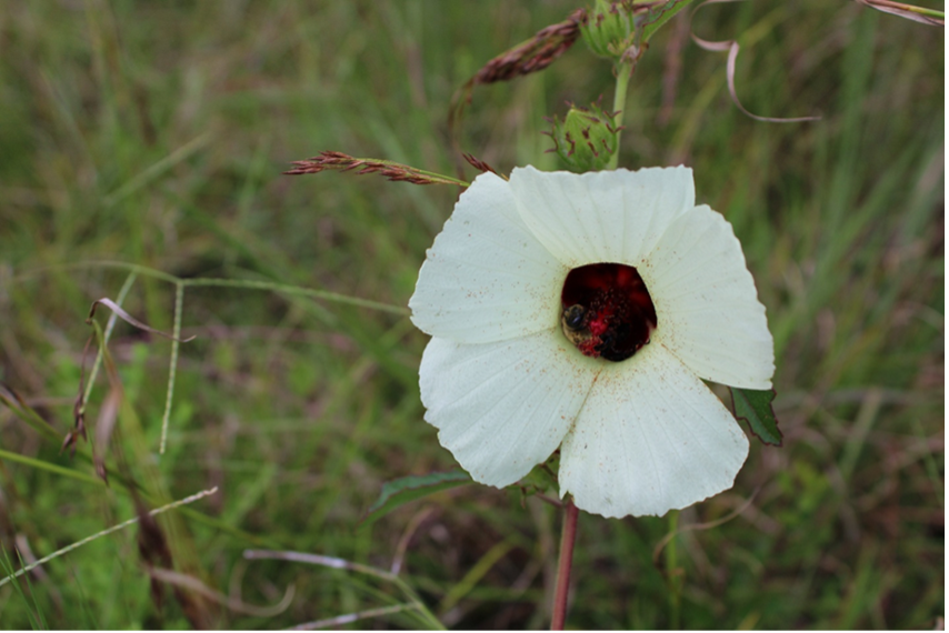 photo of a white flower with a red center and a Bumblebee in the center