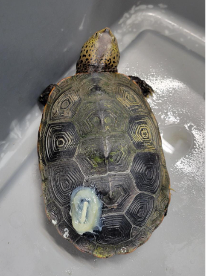 photo of a terrapin