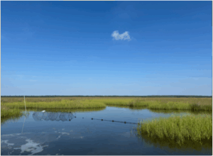 photo of a terrapin trap in a marsh