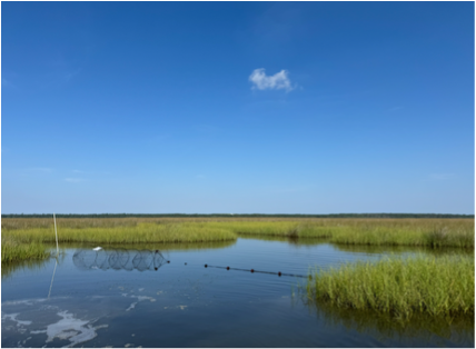 photo of a terrapin trap in a marsh