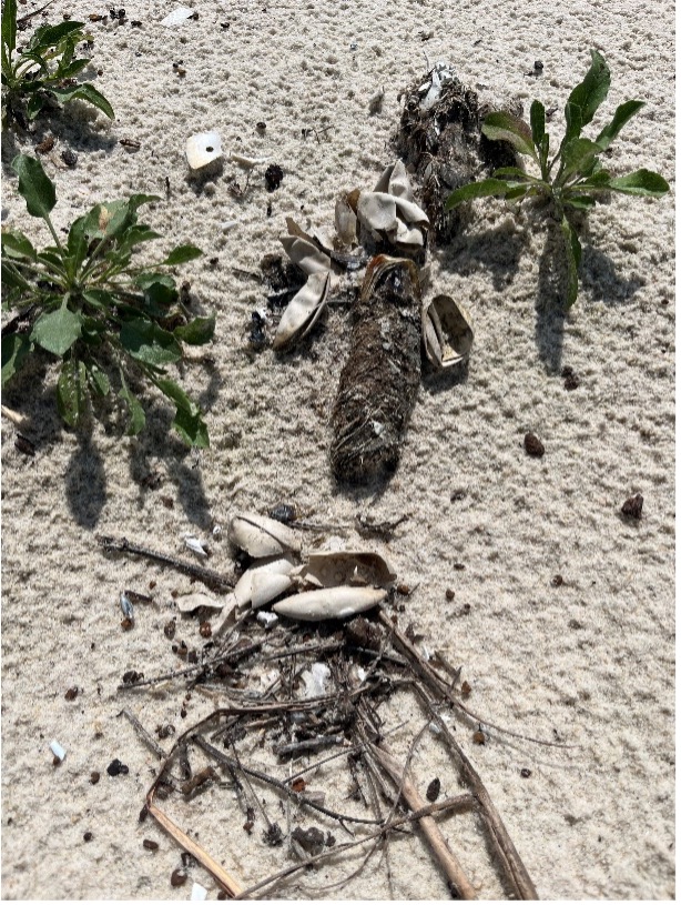 photo of terrapin egg shells and coyote scat