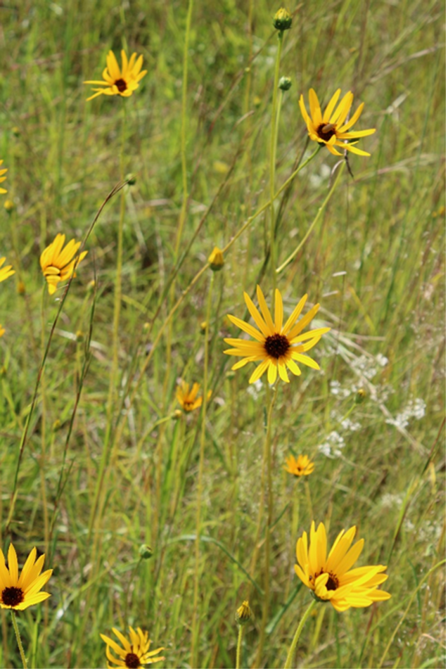 photo-of-yellow-black-flowers