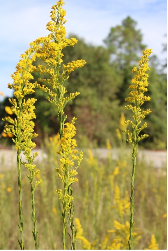 yellow flowers on a blurred grassy background