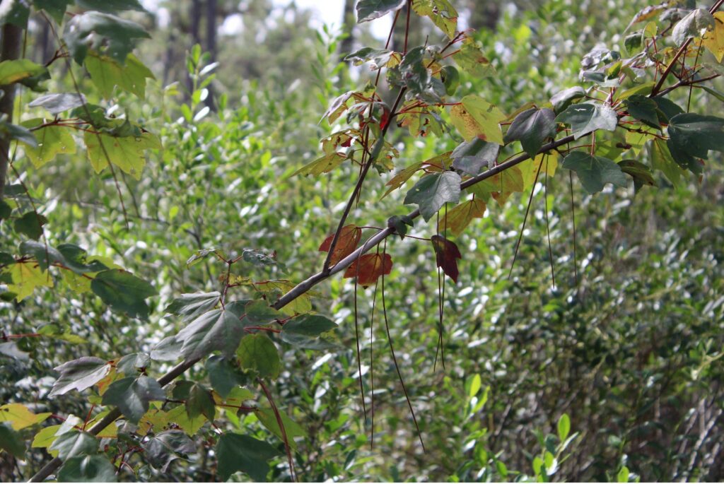 leaves that have changed red in group of green leaves