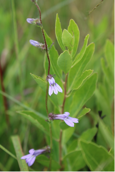 small blue and purple flowers on a background of green leaves