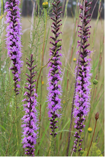 purple flowers with blurred grass in the background