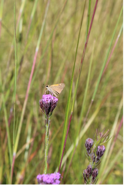 purple flowers with blurred grass in the background