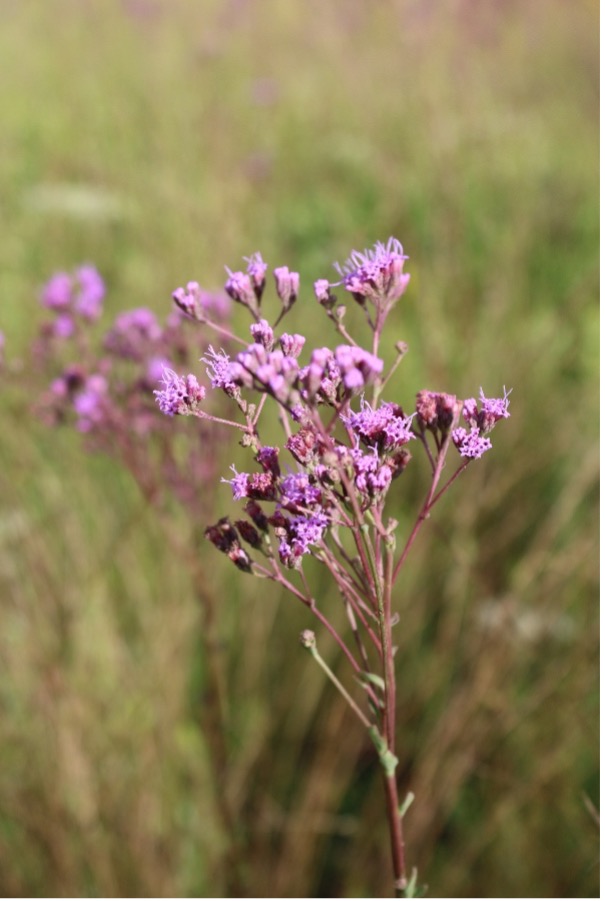 purple flowers with blurred grass in the background