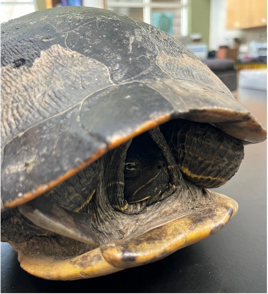 photo of a red-bellied cooter
