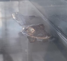 photo of a juvenile alligator