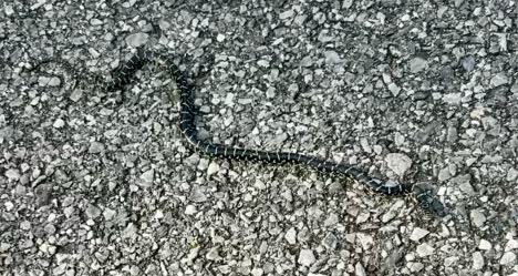 a snake on a pile of gravel