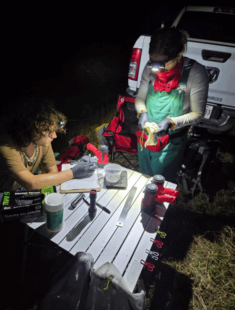 photo of biologists setting up a bat weight station
