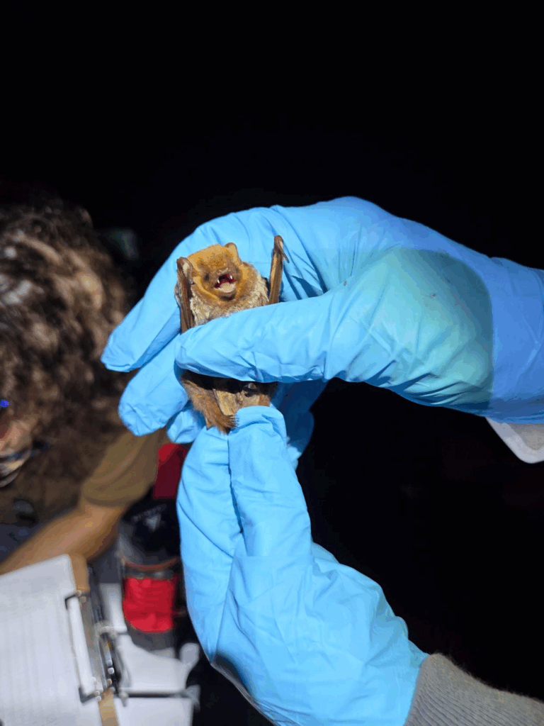 photo of someone holding a bat