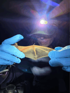photo of someone holding a bat's wing