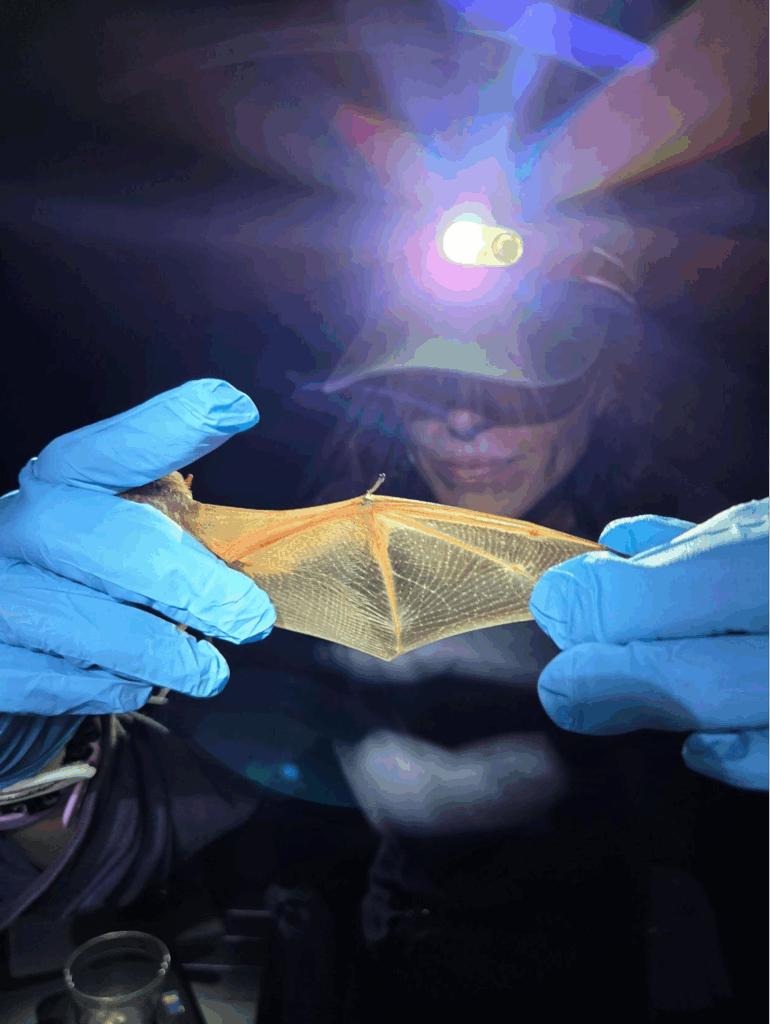photo of someone holding a bat's wing