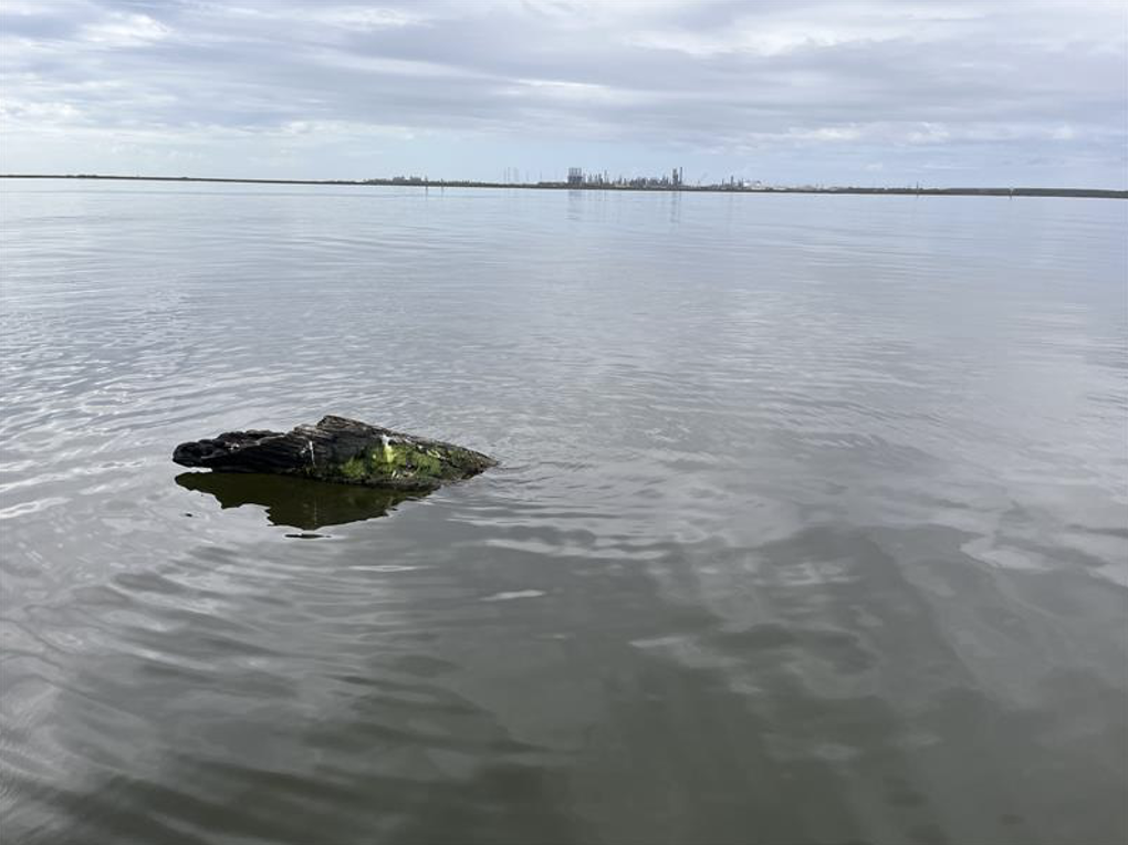 photo of a log sticking out of water