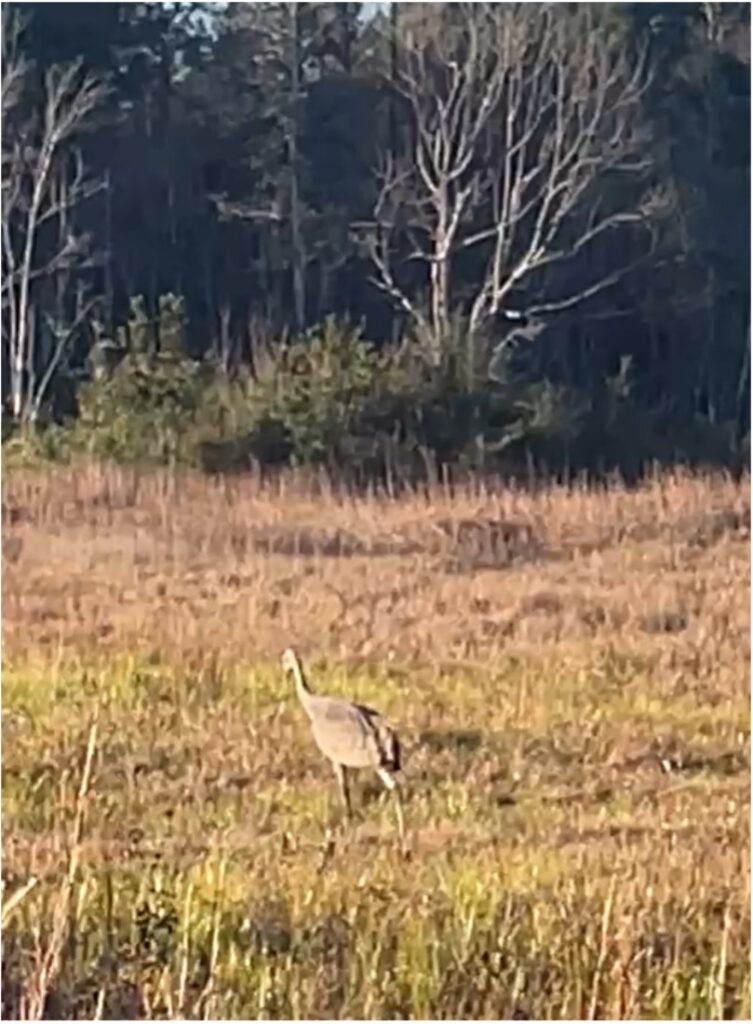 A photo of a crane in a grassy field
