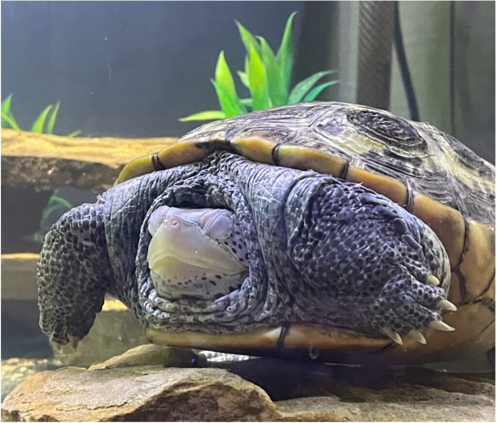 a photo of a resting Diamondback Terrapin